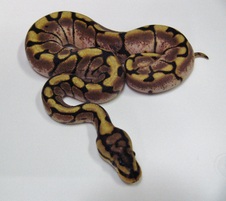 2012 Spider Female 2 $200