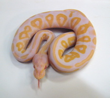 2013 Albino Black Pastel Male $500