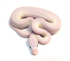 2013 Blue Eyed Lucy Female 3 $600