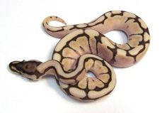 2013 Lesser Bee Male $300