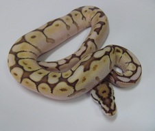 2013 Lesser Bee Male $400