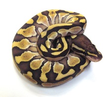 2013 Lesser Male $175