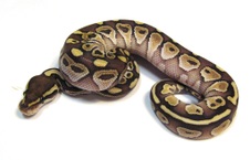 2013 Lesser Male 2 $150