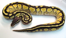 2013 Pastel Lesser Female 4 $300
