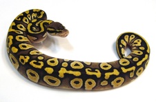 2013 Pastel Mojave Female $400