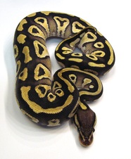 2013 Pastel Mojave Male $175
