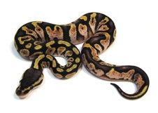 2013 Pastel Sugar Male $450