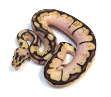 2013 Sugar Bumble Bee Male $1500