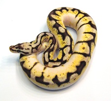 2013 Sugar Bumble Bee Male $750
