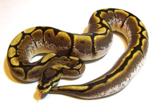 2013 Sugar Spider Male $550