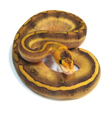2013 Vanilla Champagne Female $850