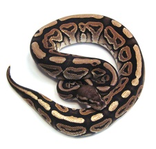2013 Vanilla Cinnamon Male 1A $350