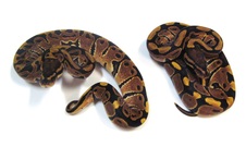 2013 Vanilla Pair $225