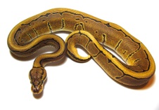 2013 Vanilla Pinstripe Male $350