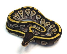 2014 Mojave Female $150