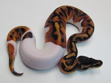 2014 Pied Male $400