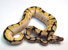 2014 Sugar Bumblebee Female $450