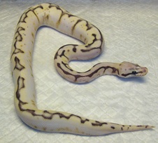 2014 Sugar Killerbee Female $950 SOLD