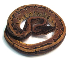 2014 Sugar Pinstripe Male $200