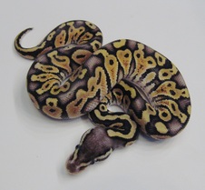 2014 Super Pastel Male $150