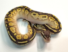 2015 Pastel Lesser Female $250
