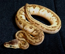 2015 Sugar Lemonblast(PARADOX) Male $400