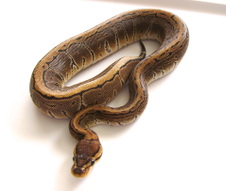 Pinstripe Female 2 $225