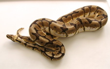 Proven Breeder Bumble Bee Male $425 