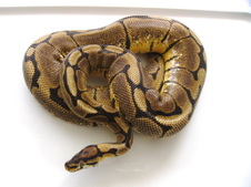 Proven Breeder Female Spider $650