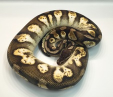Proven Breeder Pastel Sugar Male $300