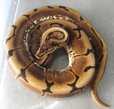 Proven Breeder Spider Female $650