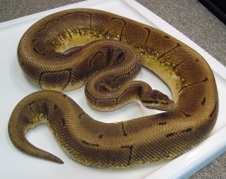Proven Breeder Spinner Female $600