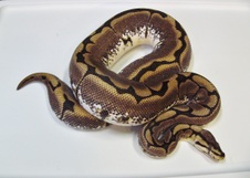 Spider Female Proven Breeder $900