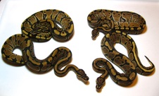 Vanilla Females $150 Each
