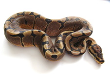 Woma Male 2 $80