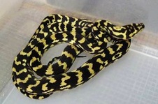 2011 Carpet Python $75