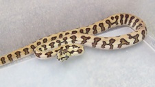2011 IJ Jaguar Female 1 $400