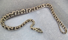 2011 IJ Jaguar Male 1 $400