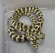 2011 Jungle Jaguar Female 14 $425