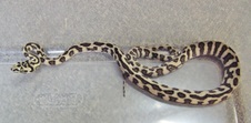2011 Jungle Jaguar Female 3 $450