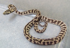 2011 Jungle Jaguar Male 1 $400