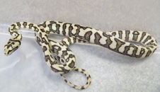 2011 Jungle Jaguar Male 2  $450