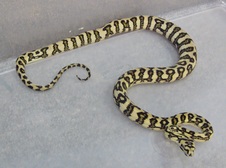 2011 Ocelot Jungle Jaguar Female 2 $600