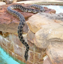 Massive Proven IJ Female Breeder $350