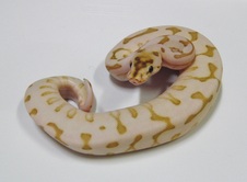 Desert Lesser Spider Woma