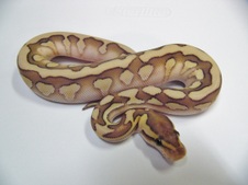 Desert Lesser Woma