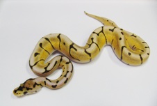 Desert Spider Woma
