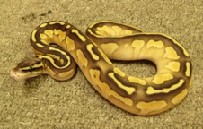 Pastel Butter