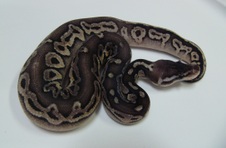 Pewter
