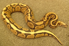 Super Vanilla
